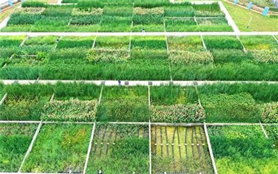 Constructed Wetland Wastewater Treatment